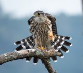 Falco columbarius (Halcón esmerejón) - Merlin