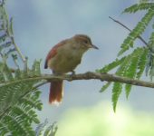 Cranioleuca erythrops Rastrojero carirrojo juvenil / Red-faced Spinetail / Cranioleuca erythrops (Passeriformes, Furnariidae). Fotografía: Sebastián Berrío