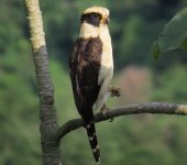 Halcón culebrero / Laughing Falcon / Herpetotheres cachinnans (Falconiformes, Falconidae). Fotografía: Jorge Cano