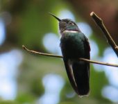 Schistes albogularis Colibrí pico de cuña occidental / Choco Daggerbill / Schistes albogularis (Caprimulgiformes, Trochilidae). Fotografía: Sebastián Berrío