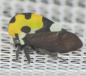 Membracis mexicana (Hemiptera)