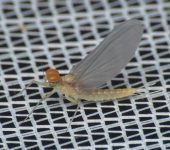 Ephemeroptera