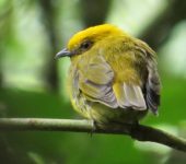 Chloropipo flavicapilla Saltarín dorado / Yellow-headed Manakin / Chloropipo flavicapilla (Passseriformes, Pipridae). Fotografía: Sebastián Berrío