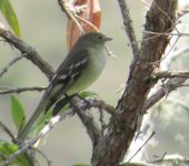 Elaenia frantzii Elaenia frantzii (Elaenia montañera / Mountain Elaenia) - Bioexploradores