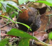 Perdiz colorada / Chestnut Wood-Quail / Odontophorus hyperythrus (Galliformes, Odontophoridae). Fotografía: Jorge Cano