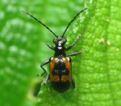Neolema sp. (Coleoptera)