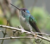 Trochilidae Amazilia franciae (Caprimulgiformes, Trochilidae)