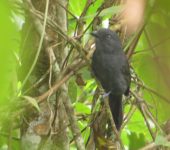 Thamnophilus unicolor Batará ojiblanco / Uniform Antshrike / Thamnophilus unicolor (Passeriformes, Thamnophilidae). Fotografía: Jorge Cano