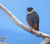 Halcón murcielaguero / Bat Falcon / Falco rufigularis (Falconiformes, Falconidae) - Bioexploradores