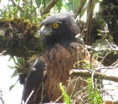 Spizaetus isidori (Accipitriformes, Accipitridae)