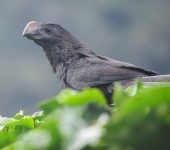 Garrapatero común / Smooth-billed Ani / Crotophaga ani (Cuculiformes, Cuculidae). Fotografía: Jorge Cano