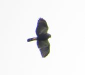 Gavilán negro / White-rumped Hawk / Parabuteo leucorrhous (Accipitriformes, Accipitridae). Fotografía: Sebastián Berrío