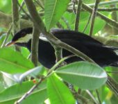 Solitario negro / Black Solitaire / Entomodestes coracinus (Passeriformes, Turdidae). Fotografía: Sebastián Berrío