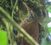 Lepidocolaptes lacrymiger Trepatroncos montañero / Montane Woodcreeper / Lepidocolaptes lacrymiger (Passeriformes, Furnariidae). Fotografía: Sebastián Berrío