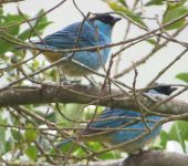 Tangara nuquidorada / Golden-naped Tanager / Chalcothraupis ruficervix (Passeriformes, Thraupidae). Fotografía: Sebastián Berrío