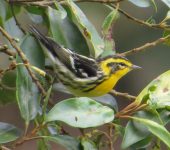 Setophaga fusca Reinita gorginaranja / Blackburnian Warbler / Setophaga fusca (Passeriformes, Parulidae). Fotografía: Jorge Cano