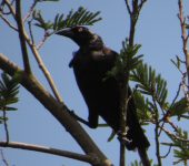 Molothrus oryzivorus Chamón gigante / Giant Cowbird / Molothrus oryzivorus (Passeriformes, Icteridae). Fotografía: Jorge Cano