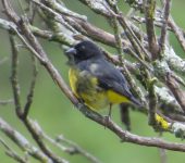 Spinus xanthogastrus Jilguero pechinegro / Yellow-bellied Siskin / Spinus xanthogastrus (Passeriformes, Fringillidae). Fotografía: Jorge Cano