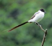 Tyrannus savana Sirirí tijereta / Fork-tailed Flycatcher / Tyrannus savana (Passeriformes, Tyrannidae). Fotografía: Jorge Cano
