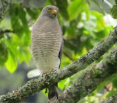 Gavilán caminero / Roadside Hawk / Rupornis magnirostris (Accipitriformes, Accipitridae). Fotografía: Sebastián Berrío