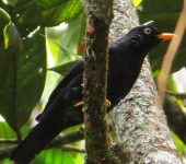 Mirla ojiblanca / Pale-eyed Thrush / Turdus leucops (Passeriformes, Turdidae). Fotografía: Sebastián Berrío
