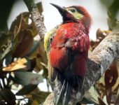 Carpintero carmesí / Crimson-mantled Woodpecker / Colaptes rivolii (Piciformes, Picidae). Fotografía: Sebastián Berrío