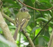 Leptopogon superciliaris Atrapamoscas orejinegro / Slaty-capped Flycatcher / Leptopogon superciliaris (Passeriformes, Tyrannidae). Fotografía: Sebastián Berrío