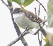 Mecocerculus leucophrys Tiranuelo Gorgiblanco / White-banded Tyrannulet / Mecocerculus leucophrys (Passeriformes, Tyrannidae). Fotografía: Sebastián Berrío