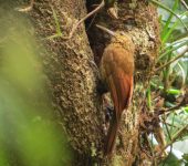 Dendrocolaptes picumnus Trepatroncos ventribarrado / Black-banded Woodcreeper / Dendrocolaptes picumnus (Passeriformes, Furnariidae). Fotografía: Sebastián Berrío