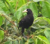 Psarocolius decumanus Oropéndola crestada - Mochilero ojiazul / Crested Oropendola / Psarocolius decumanus (Passeriformes, Icteridae). Fotografía: Sebastián Berrío