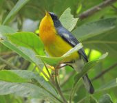 Setophaga pitiayumi Reinita tropical / Tropical Parula / Setophaga pitiayumi (Passeriformes, Parulidae). Fotografía: Jorge Cano