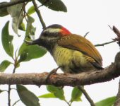 Carpintero buchiamarillo / Yellow-vented Woodpecker / Dryobates dignus (Piciformes, Picidae). Fotografía: Jorge Cano
