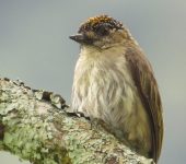 Carpinterito oliváceo / Olivaceous Piculet / Picumnus olivaceus (Piciformes, Picidae). Fotografía: Sebastián Berrío