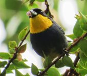 Musguerito gargantilla / Purplish-mantled Tanager / Iridosornis porphyrocephalus (Passeriformes, Thraupidae). Fotografía: Sebastián Berrío