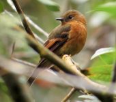 Pyrrhomyias cinnamomeus Atrapamoscas canelo / Cinnamon Flycatcher / Pyrrhomyias cinnamomeus (Passeriformes, Tyrannidae). Fotografía: Sebastián Berrío