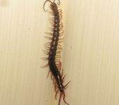 Chilopoda Otostigmus sp. (Ciempiés y escolopendras) - Chilopoda