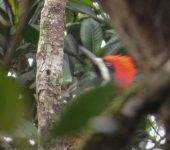 Carpintero gigante / Powerful Woodpecker / Campephilus pollens (Piciformes, Picidae). Fotografía: Jorge Cano