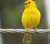 Canario criollo / Saffron Finch / Sicalis flaveola (Passeriformes, Thraupidae). Fotografía: Sebastián Berrío