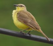 Machetornis rixosa Sirirí del ganado / Cattle Tyrant / Machetornis rixosa (Passeriformes, Tyrannidae). Fotografía: Sebastián Berrío
