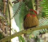 Machaeropterus striolatus Saltarín rayado / Striolated Manakin / Machaeropterus striolatus (Passeriformes, Pipridae). Fotografía: Sebastián Berrío