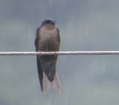 Orochelidon murina Golondrina plomiza / Brown-bellied Swallow / Orochelidon murina (Passeriformes, Hirundinidae). Fotografía: Sebastián Berrío