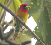 Eubucco bourcierii (Piciformes, Capitonidae)
