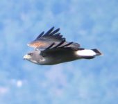 Águila coliblanca / White-tailed Hawk / Geranoaetus albicaudatus (Accipitriformes, Accipitridae). Fotografía: Jorge Cano
