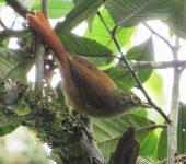 Anabacerthia striaticollis Hojarasquero montañero / Montane Foliage-gleaner / Anabacerthia striaticollis (Passeriformes, Furnariidae). Fotografía: Jorge Cano