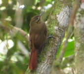 Dendrocincla fuliginosa Trepatroncos pardo / Plain-brown Woodcreeper / Dendrocincla fuliginosa (Passeriformes, Furnariidae). Fotografía: Jorge Cano