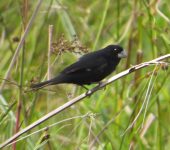 Semillero renegrido / Large-billed Seed-Finch / Sporophila crassirostris (Passeriformes, Thraupidae). Fotografía: Jorge Cano