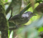 Dysithamnus mentalis Batarito cabecigrís / Plain Antvireo / Dysithamnus mentalis (Passeriformes, Thamnophilidae). Fotografía: Jorge Cano
