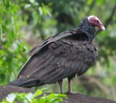 Guala cabecirroja / Turkey Vulture / Cathartes aura (Cathartiformes, Cathartidae). Fotografía: Jorge Cano