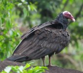 Cathartes aura (Cathartiformes, Cathartidae)