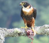 Falco deiroleucus (Falconiformes, Falconidae)